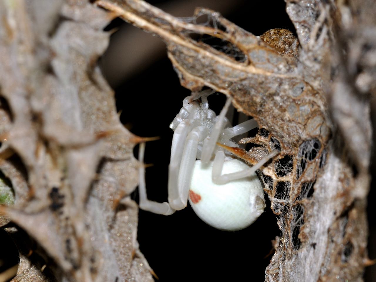 Conferma per Misumena vatia
